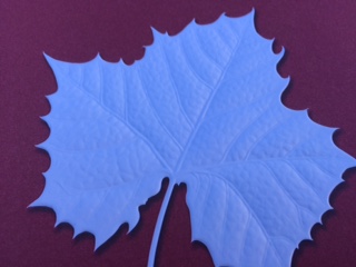 white leaf red background embossed
